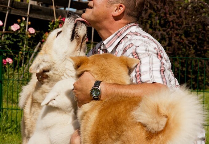 Dog Kissing their Owner