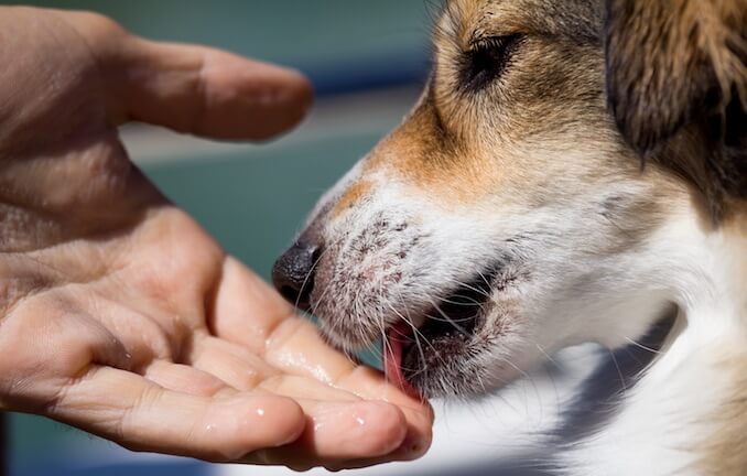 Dog Licking Water Off Adults Hands