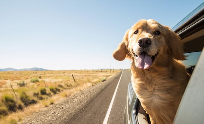 Dog in a Car