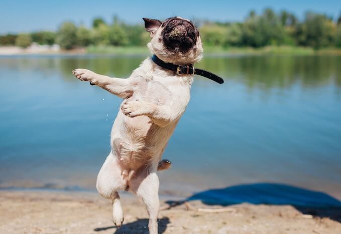 Dog standing on hind legs