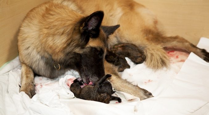 Mother grooming her young puppy