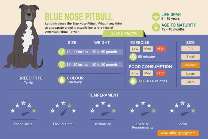 Average Pitbull Weight Chart