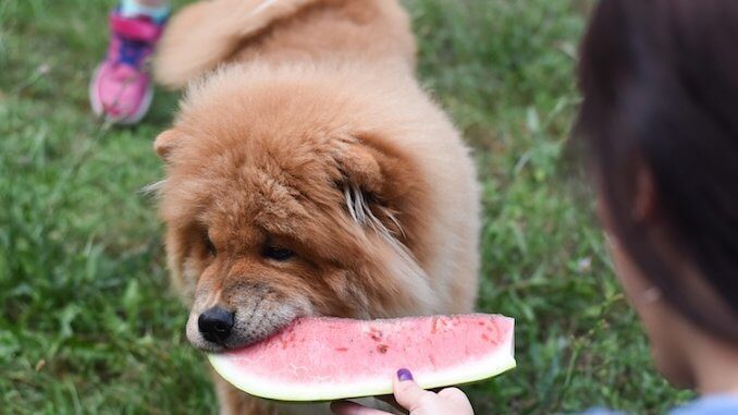 Serving watermelon to a dog