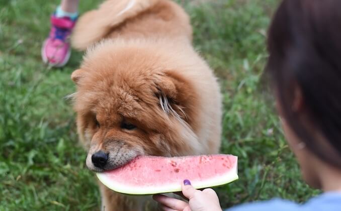 is watermelon good for puppies