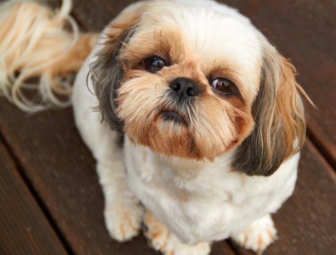 Shih Tzu Dog