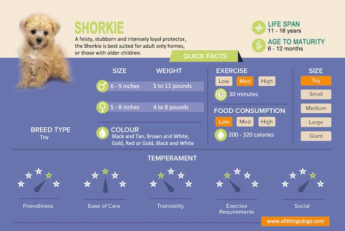 Shorkie Size Chart