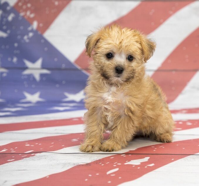 Shorkie Puppies Sitting on a Flag