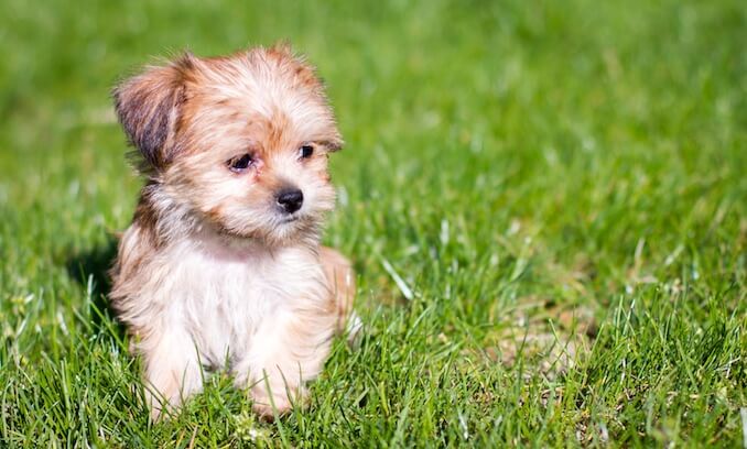 Shorkie Dog sat in the Garden