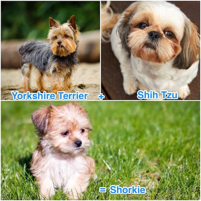 The Temperament of a Shorkie