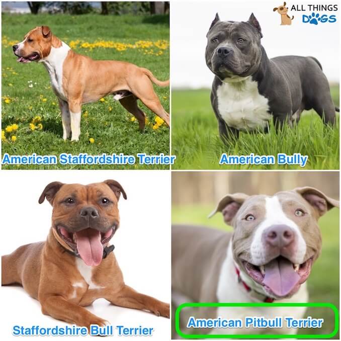 Types Of Pitbulls Chart