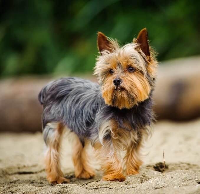 Yorkshire Terrier - The Shorkie Parent