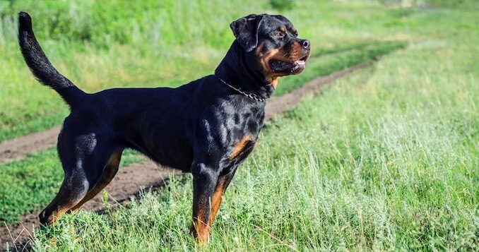 A Rottweiler Walking