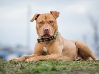 American Pitbull Terrier Sleeping