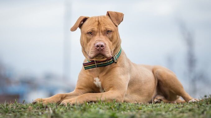 Pitbull Breeds & Types of Pitbulls - A List of EVERY Pitbull - All Things Dogs – All Things Dogs