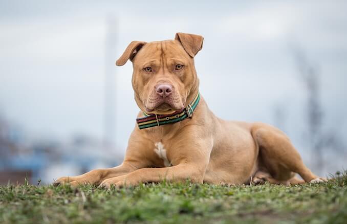 full grown blue nose pitbull male