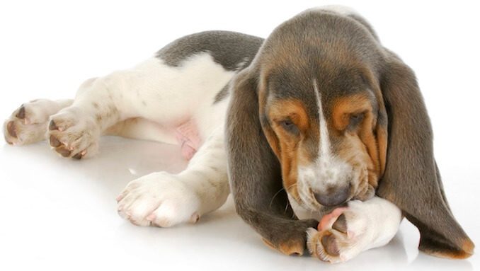 Beagle Dog Licking Their Paw