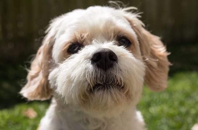 A White Fluffy Dog