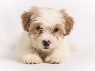 Cavachon Dog Breed Information and Owner’s Guide Cover