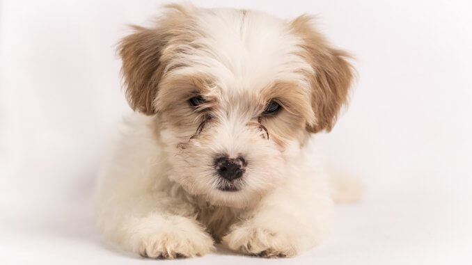 Cavachon Dog Breed Information and Owner’s Guide Cover