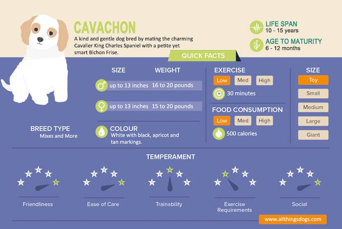 Bichon Weight Chart