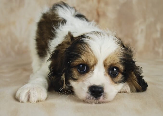 Cavachon Cavalier King Charles Spaniel And Bichon Frise Mix