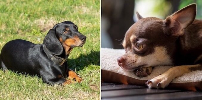 Droll Chihuahua Mixed With Wiener Dog