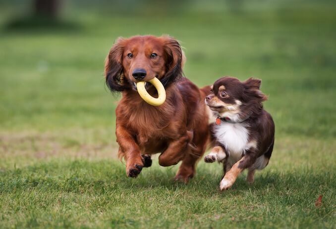 Chihuahua and Dachshund Dogs Running