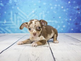 Chiweenie Dog Lying Down