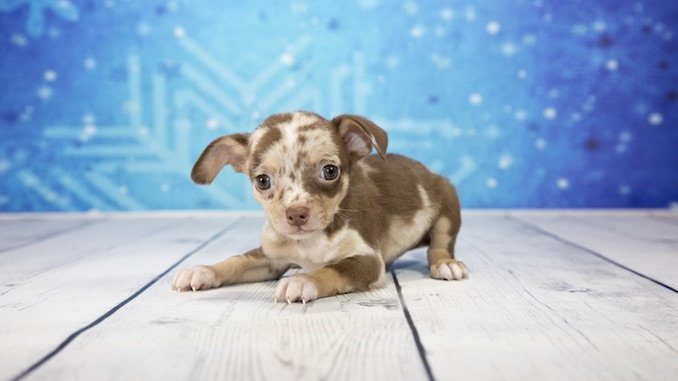 Chiweenie Dog Lying Down