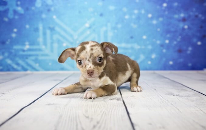 dapple dachshund chihuahua mix