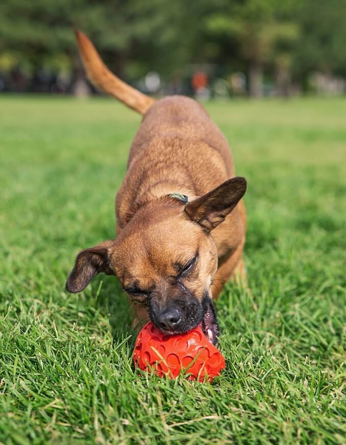 why do chiweenies bark so much