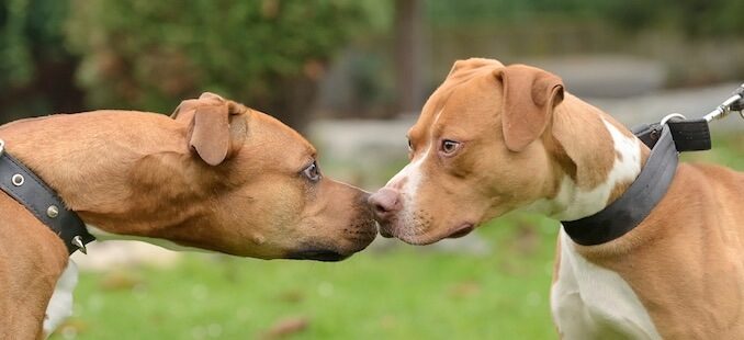 Canine Body Language Chart