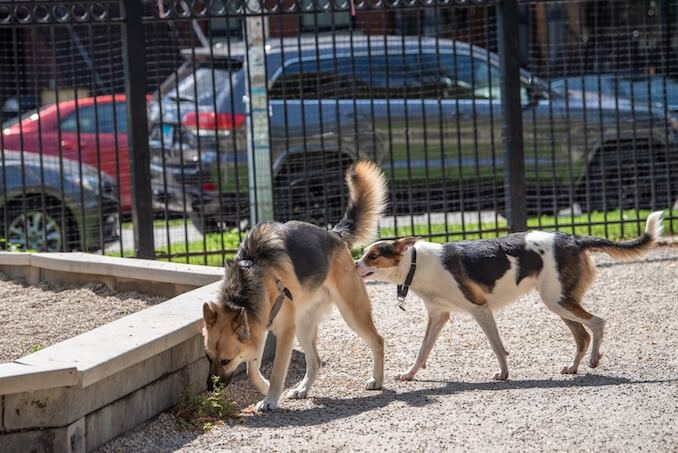 Dog Body Language Quiz - Interested