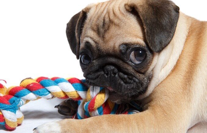 Dog Chewing on a Stick