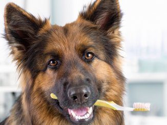 Dog Dental Hygiene