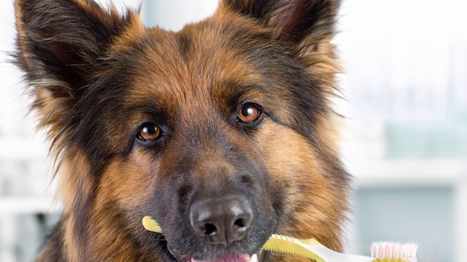 Dog Dental Hygiene