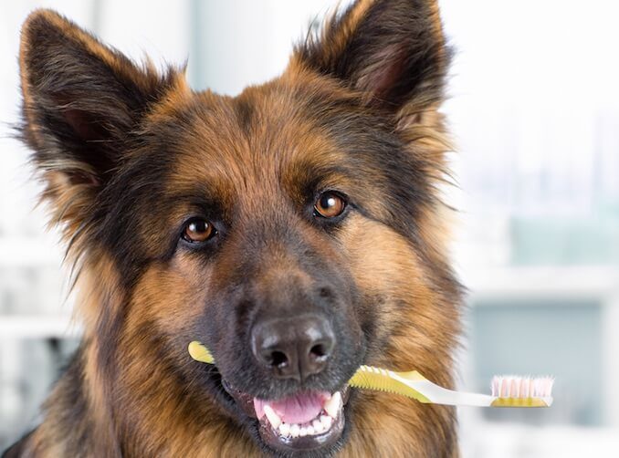 Dog Dental Hygiene