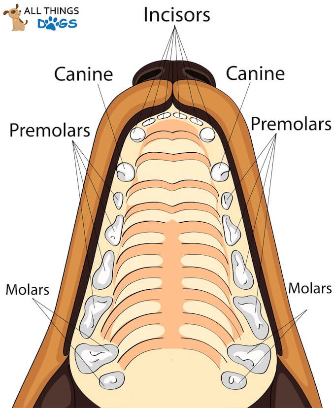 Canine Dog Teeth Chart: A Visual Reference of Charts - Chart Master