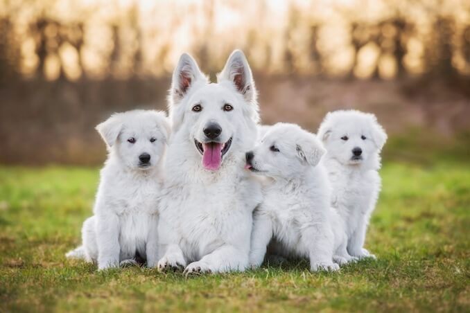 Dog Teeth and Puppy Teeth