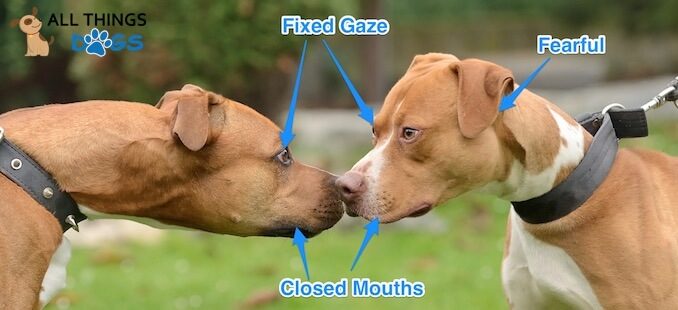 7 Real World Examples of Dog Body Language with Pictures ...