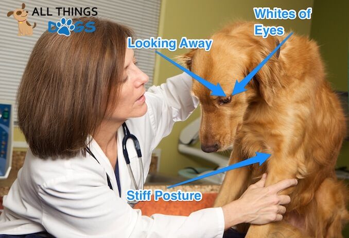 Dog Posture Chart