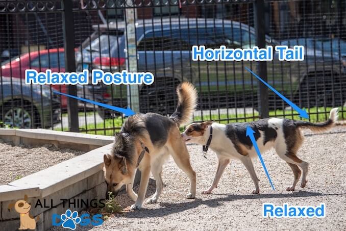 Dog Posture Chart