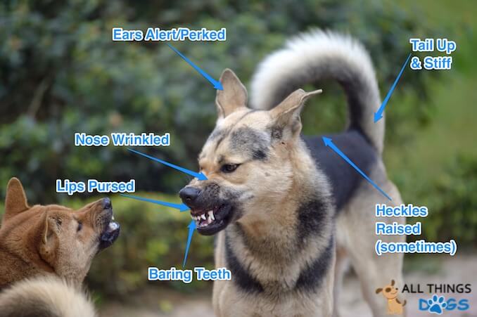 Dominant or Aggressive Dog Body Language