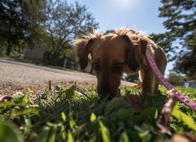 Exercise a Chiweenie