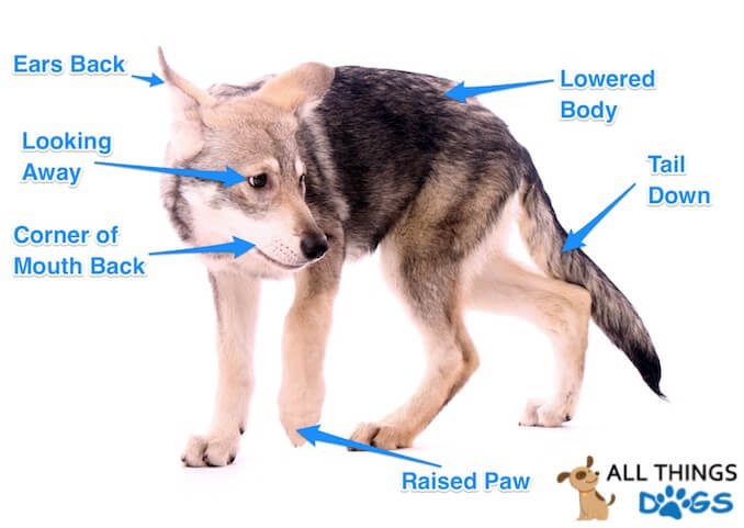 Dog Body Language Chart Pdf