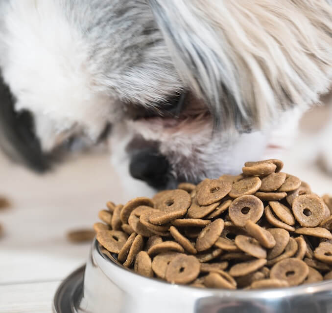 Feeding a Maltese Shih Tzu Yorkie Mix