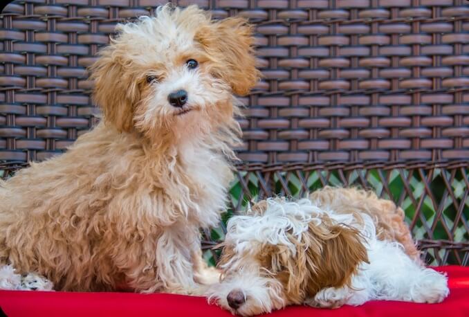 havanese and poodle mix dog