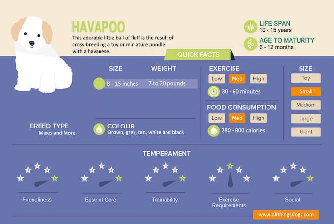 Havanese Dog Size Chart