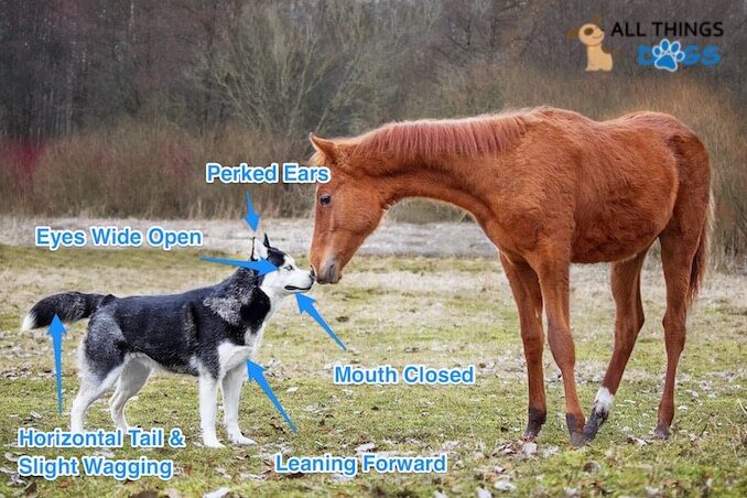 Dog Body Language Chart