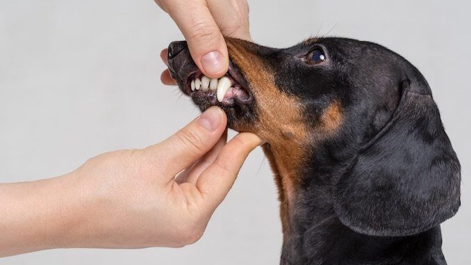 Inspecting Dog Teeth